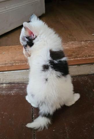 Sheltie merle jungen fci