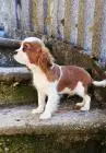 Cavalier king charles spaniel welpen. Rüden und hündinnen