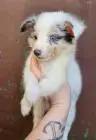 Sheltie merle jungen fci