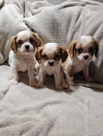 Cavalier king charles spaniel welpen. Rüden und hündinnen