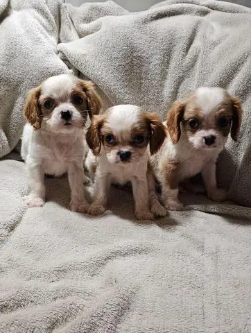 Cavalier king charles spaniel welpen. Rüden und hündinnen - 1