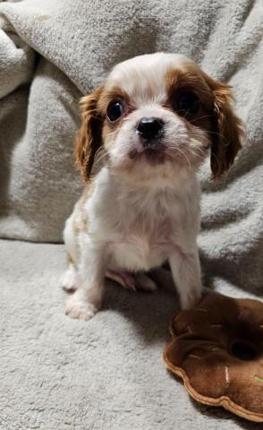 Cavalier king charles spaniel welpen. Rüden und hündinnen