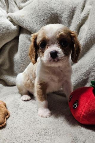 Cavalier king charles spaniel welpen. Rüden und hündinnen