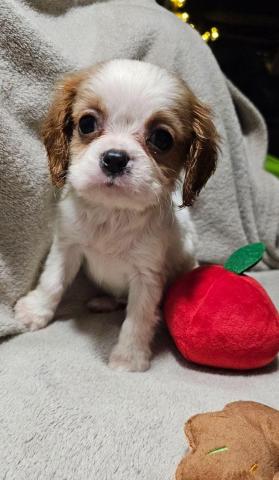 Cavalier king charles spaniel welpen. Rüden und hündinnen