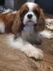 Cavalier king charles spaniel welpen. Rüden und hündinnen