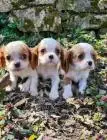 Cavalier king charles spaniel welpen. Rüden und hündinnen
