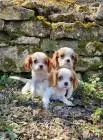 Cavalier king charles spaniel welpen. Rüden und hündinnen