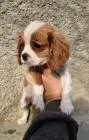 Cavalier king charles spaniel welpen. Rüden und hündinnen