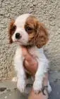 Cavalier king charles spaniel welpen. Rüden und hündinnen