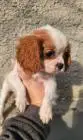 Cavalier king charles spaniel welpen. Rüden und hündinnen