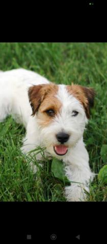 Прошу финансовой помощи для операции собаке