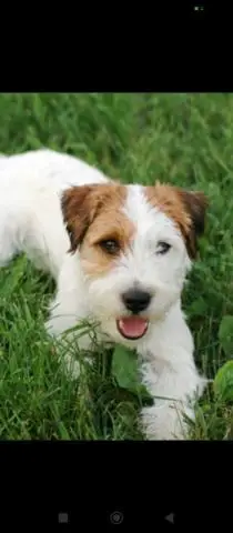 Прошу финансовой помощи для операции собаке - 1