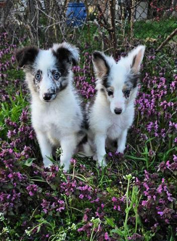 Sheltie merle jungen fci