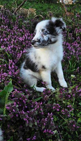 Sheltie merle jungen fci