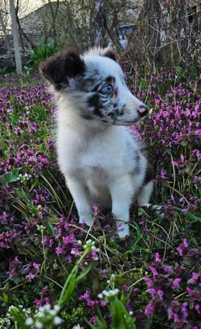 Sheltie merle jungen fci