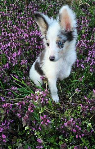 Sheltie merle jungen fci