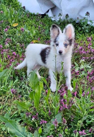 Sheltie merle jungen fci