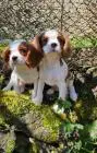 Cavalier king charles spaniel welpen. Rüden und hündinnen