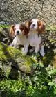 Cavalier king charles spaniel welpen. Rüden und hündinnen