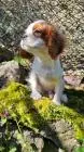 Cavalier king charles spaniel welpen. Rüden und hündinnen