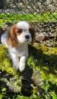 Cavalier king charles spaniel welpen. Rüden und hündinnen