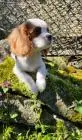 Cavalier king charles spaniel welpen. Rüden und hündinnen