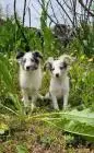 Sheltie merle jungen fci