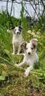 Sheltie merle jungen fci