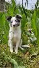 Sheltie merle jungen fci