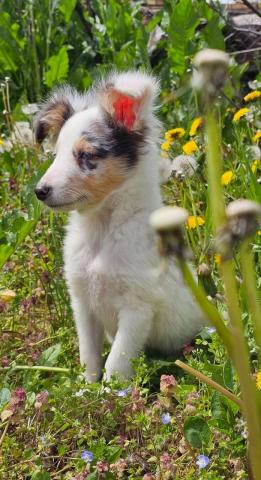 Blue merle sheltie-männchen fci