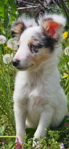Blue merle sheltie-männchen fci
