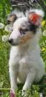 Blue merle sheltie-männchen fci
