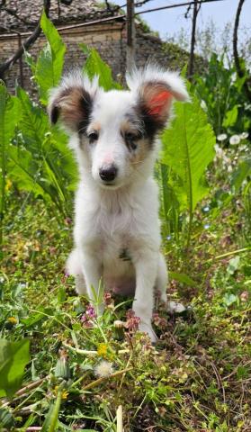 Blue merle sheltie-männchen fci