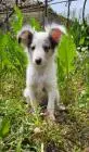 Blue merle sheltie-männchen fci