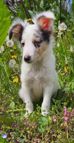 Blue merle sheltie-männchen fci