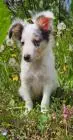 Blue merle sheltie-männchen fci