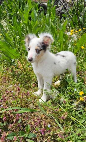 Blue merle sheltie-männchen fci
