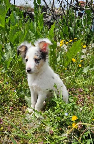 Blue merle sheltie-männchen fci