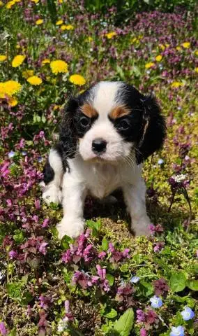 Cavalier king charles spaniel junge - 1