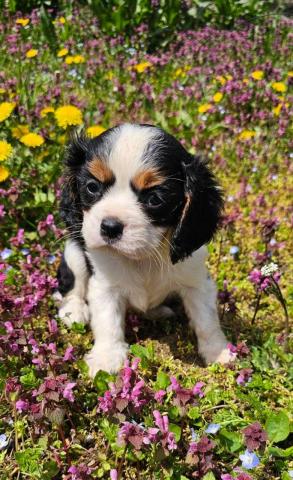Cavalier king charles spaniel junge