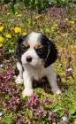 Cavalier king charles spaniel junge
