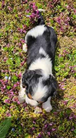 Cavalier king charles spaniel junge