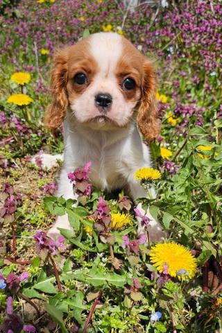 Cavalier king charles spaniel mädchen
