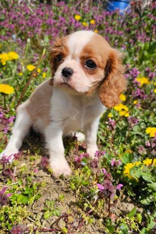 Cavalier king charles spaniel mädchen
