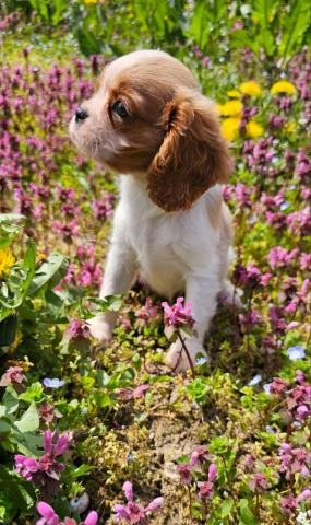 Cavalier king charles spaniel mädchen
