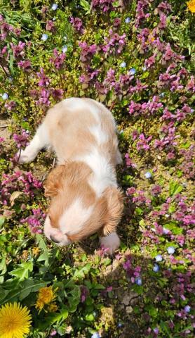 Cavalier king charles spaniel mädchen