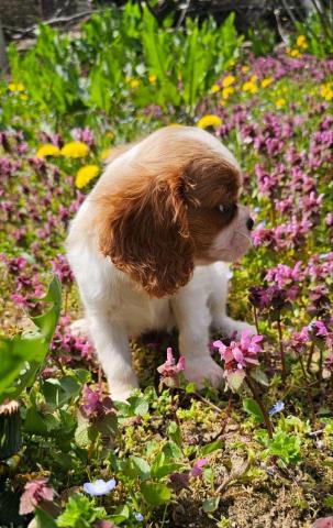 Cavalier king charles spaniel mädchen