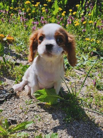 Cavalier king charles spaniel junge