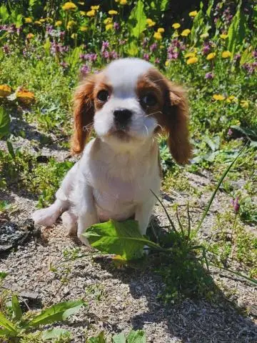 Cavalier king charles spaniel junge - 1