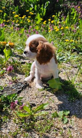 Cavalier king charles spaniel junge